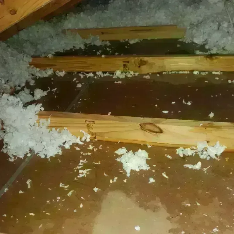 Attic Water Damage in Zephyrhills West, FL